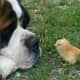 A St. Bernard with a friend.