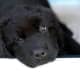 A Newfoundland puppy.