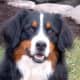 An adult Bernese Mountain Dog.