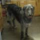 A Scottish Deerhound.
