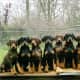 Black and brown Doberman Pinscher puppies.