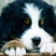 A Bernese Mountain Dog puppy.
