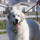 A Great Pyrenees dog.