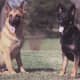 German Shepherds.