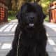 A Newfoundland dog.