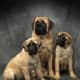 Mastiffs.