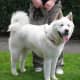 An Akita.