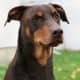 A brown Doberman Pinscher.
