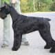 An adult Giant Schnauzer.