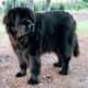 A Newfoundland dog.