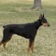 A black Doberman Pinscher.