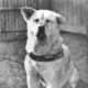 A Photo of Hachiko
