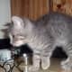 cat-behavior-interesting-facts-about-your-cat