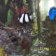 Leather coral and fish