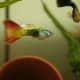 Guppies are peaceful community fish that are compatible with african dwarf frogs. 