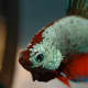 Betta fish can be kept with ADF's as long as there is no aggression between them.