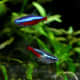 Neon and cardinal tetras are beautiful schooling fish that won't bother ADF's.
