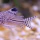 Corydoras catfish are lively yet gentle additions to a dwarf frog tank. 