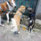 My three dogs at the gate.