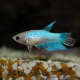 Females are plainter in appearance, but can be kept with other bettas. 