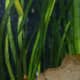 Jungle Vals