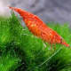 cherry shrimp