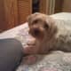 In my eyes Ginger is perfect—even if the AKC doesn't agree with me!