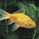 Common Goldfish