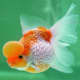 Crown Pearlscale Goldfish