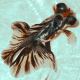 Butterfil Goldfish