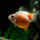 Pearlscale Goldfish