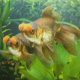 Pop-pom Goldfish