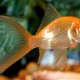 Comet Goldfish