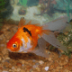 Fantail Goldfish
