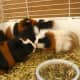 Avoid being overrun by a herd of guinea pigs by keeping male and female guinea pigs apart.
