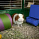 A large tube is often used for entertainment and shelter for guinea pigs.