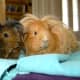 Long-haired guinea pigs - these need extra attention when grooming.
