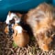 Guinea pig babies and mother guinea pig.