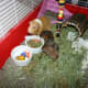 Indoor guinea pigs cages like this one are available from pet stores and are easy to clean.