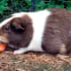 Carrots, apples and corn cobs are a guinea pig's favourite fruits and vegetables.