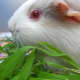 Albino guinea pigs have red eyes and white hair.