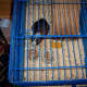 This indoor cage has a lid on the top to prevent escapes and keep pests (like mice) out.