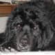 caring-for-your-older-newfoundland-dog