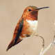 Rufous Hummingbird