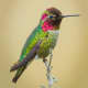Anna's Hummingbird