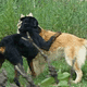 Paws on shoulders are also assertive displays that can result in a fight.