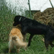 Paw and head over shoulders