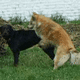 Humping may be a way to be assertive. Note the Rottweiler's expression of dislike.