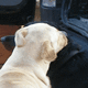 Putting the chin on the shoulders can be rude and something other dogs are not accepting of.