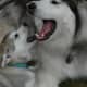 Malamute prelude to a howl.